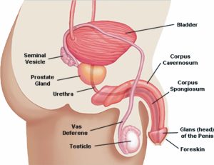 causes of ed