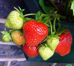 benefits of strawberries